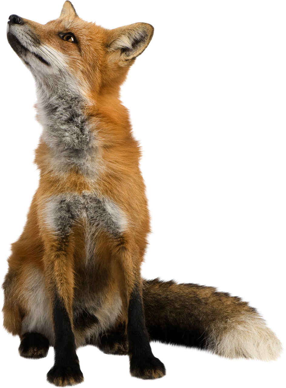 a fox looking up and to the left