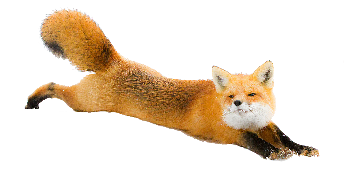 a fox stretched out on its stomach