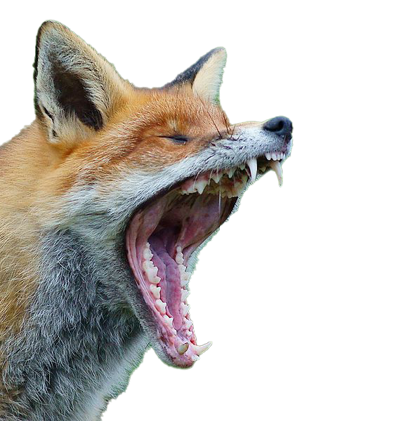 a fox yelling